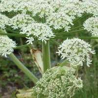 Giant Hogweed